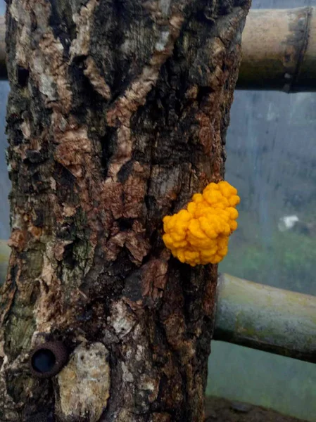 Vista Tremella Mesenterica Más Comúnmente Conocido Como Cerebro Amarillo Mantequilla — Foto de Stock