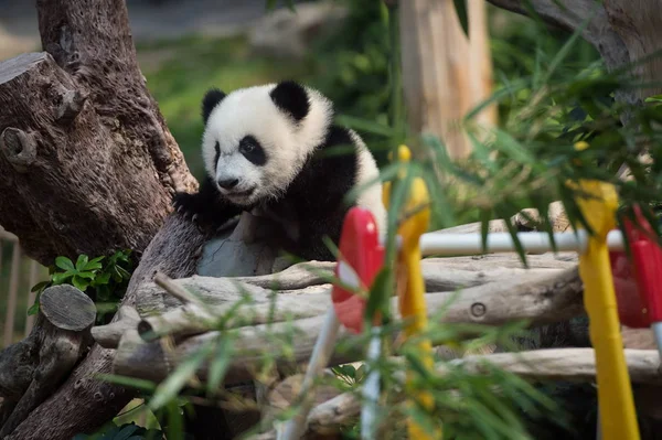 Egyik Két Óriás Panda Kölykök Jianjian Kangkang Játszik Közben Egy — Stock Fotó