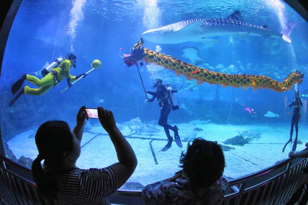 Nurkowie Wykonują Taniec Smoka Rekina Innych Zwierząt Morskich Pod Wodą — Zdjęcie stockowe