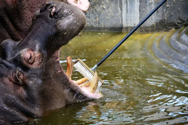 Čínský Majitel Čistí Zuby Hippo Lesní Zoo Qingdao Městě Qingdao — Stock fotografie