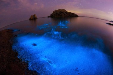 An algal bloom of dinoflagellate illuminates sea water at Xiaoheizi sea area in Ganjingzi district in Dalian city, northeast China's Liaoning province, 27 May 2017 clipart