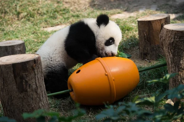 Jeden Dvojče Mláďata Pandy Jianjian Kangkang Hraje Během Události Platit — Stock fotografie