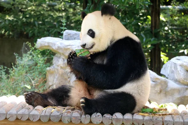 2017年5月26日 在中国东部江苏省扬州市朱玉湾动物园 一只大熊猫吃着 形状的饲料 也就是糯米饺子 — 图库照片