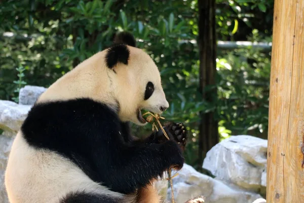 Panda Gigante Come Forragem Forma Zongzi Também Conhecido Como Bolinhos — Fotografia de Stock