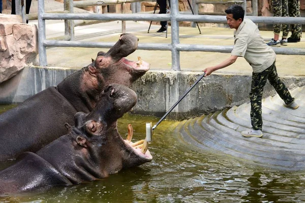 Čínský Majitel Čistí Zuby Hippo Lesní Zoo Qingdao Městě Qingdao — Stock fotografie