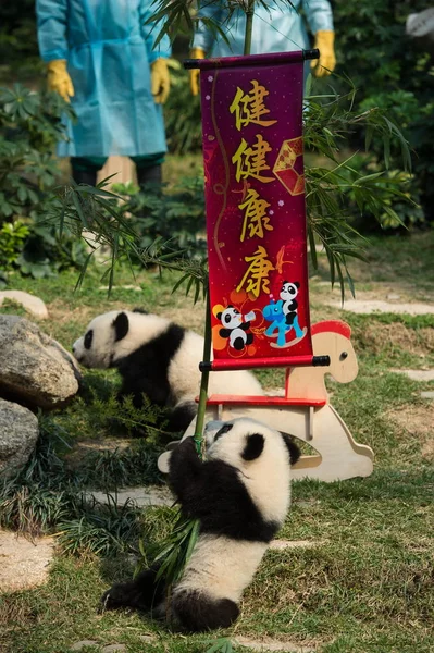 Tvilling Jättepandan Ungar Jianjian Och Kangkang Spela Ett Evenemang Att — Stockfoto