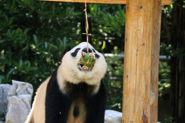 Panda Géant Mange Fourrage Sous Forme Zongzi Également Connu Sous — Photo