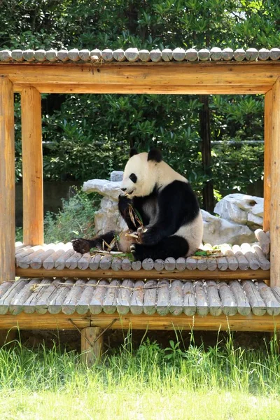 Panda Gigante Come Forraje Forma Zongzi También Conocido Como Albóndigas — Foto de Stock