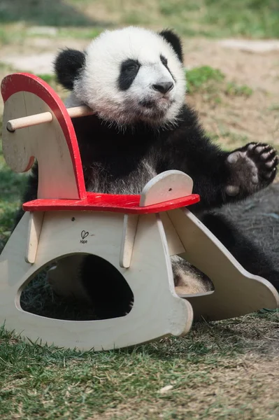 One Twin Giant Panda Cubs Jianjian Kangkang Plays Event Pay — Stock Photo, Image