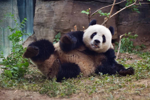 Egy Óriás Panda Játszik Pekingben Kínában Pekingi Állatkertben 2017 Május — Stock Fotó