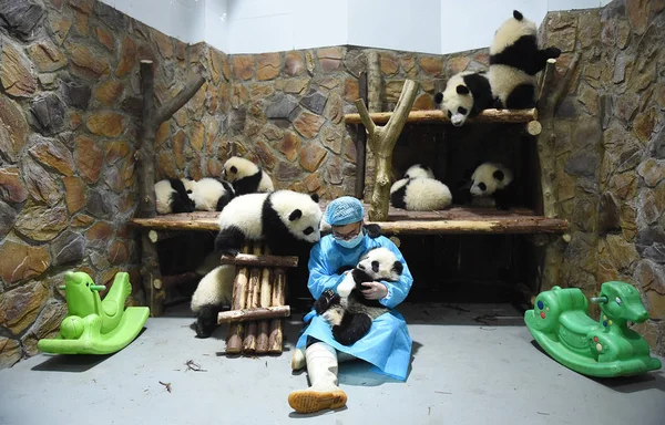 Chinese Giant Panda Keeper Zhang Yue Feeds Panda Cubs Milk — Stock Photo, Image