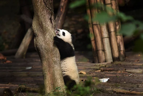 Filhote Panda Gigante Joga Base Pesquisa Chengdu Criação Panda Gigante — Fotografia de Stock