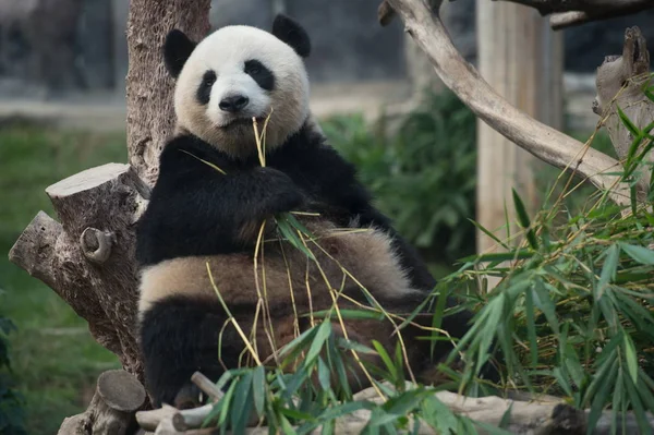 2017年6月25日 在中国澳门举行的 双胞胎幼崽一周一岁庆祝晚会上 大熊猫 吃着竹子 — 图库照片