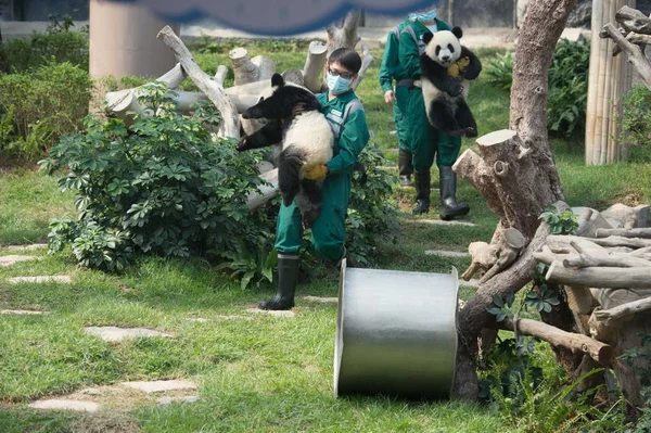 Houders Houden Twin Giant Panda Cubs Jianjian Kangkang Tijdens Viering — Stockfoto