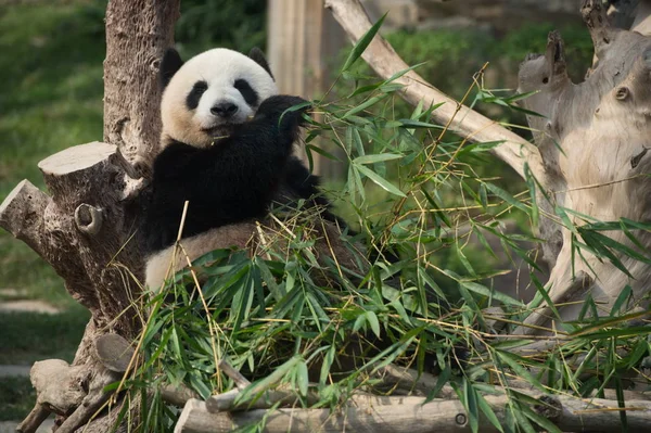 Óriás Panda Xinxin Eszik Bambusz Során Ünnep Fél Első Születésnapját — Stock Fotó