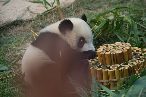 One Twin Giant Panda Cubs Jianjian Kangkang Eats Bamboo Celebration — Stock Photo, Image