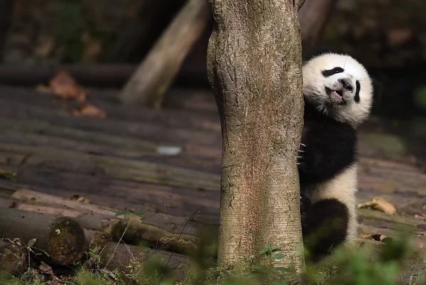 Giant Panda Cub Plays Chengdu Research Base Giant Panda Breeding — Stock Photo, Image