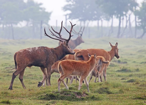 Losi Pasou Dafeng Elk Národní Přírodní Rezervace Yancheng City Východní — Stock fotografie