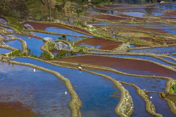 Paisagem Dos Campos Arroz Terraços Dos Terraços Arroz Honghe Hani — Fotografia de Stock