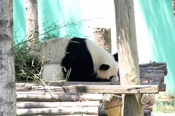 2017年6月15日 在中国东部山东省荣成市西夏口野生动物公园 一只大熊猫躺在一个巨大的冰块上降温 — 图库照片