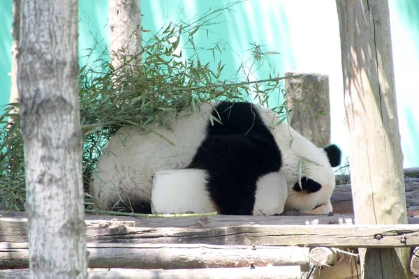 Гигантская Панда Лежит Огромном Ледяном Блоке Остыть Парке Дикой Природы — стоковое фото