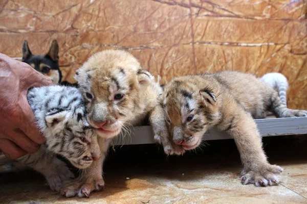 Cachorros Tigre Nacidos Por Tigre Bengala Años Edad Representan Reserva —  Fotos de Stock