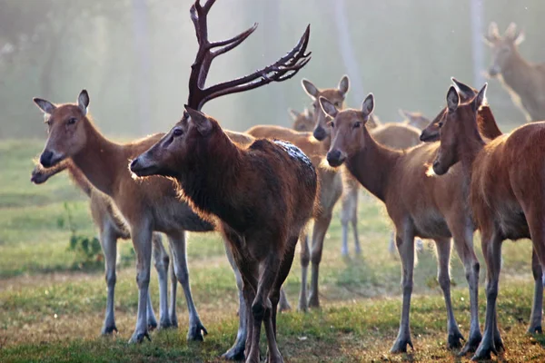 Losi Pasou Dafeng Elk Národní Přírodní Rezervace Yancheng City Východní — Stock fotografie