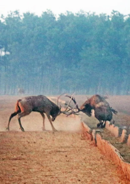 Losi Bojují Proti Sobě Období Páření Dafeng Elk Národní Přírodní — Stock fotografie