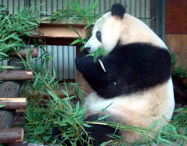 자이언트 중국의 2009 일에에서 동물원에서 대나무를 먹는다 — 스톡 사진