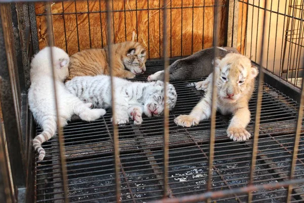 Tiger Cubs Born Year Old Bengal Tiger Pictured Xixiakou Nature — Stock Photo, Image