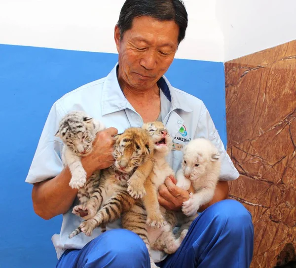Criador Sostiene Los Cachorros Tigre Nacidos Por Tigre Bengala Años —  Fotos de Stock