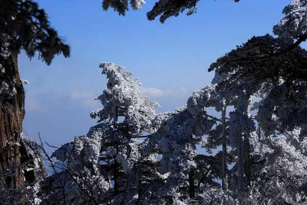 Krajina Borovic Sněhem Huangshan Mountain Nebo Huangshan Hory Chuang Šan — Stock fotografie