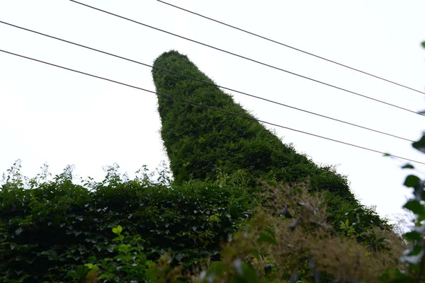 Veduta Camino Abbandonato Con Altezza Metri Sorpassato Viti Verdi Nella — Foto Stock