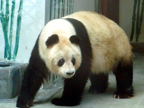 Giant Panda Περιπλανιέται Στο Suzhou Ζωολογικό Κήπο Στην Πόλη Suzhou — Φωτογραφία Αρχείου