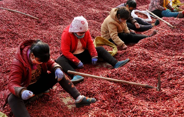 Chinese Boeren Sorteren Gedroogde Pepers Liucun Village Neihuang County Anyang — Stockfoto