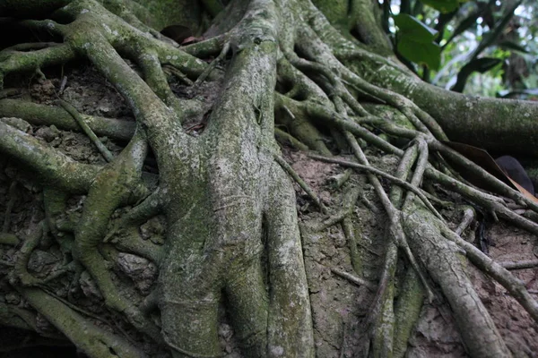 6月5日 中国重庆南山植物园一棵高度超过 米的千年树 — 图库照片