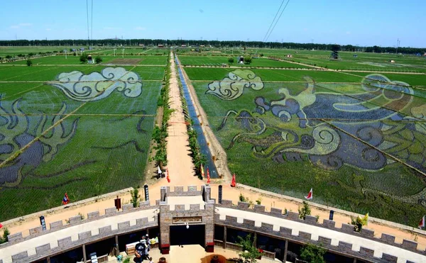 Pinturas Arroz Paddy Exhiben Arrozales Ciudad Shenyang Provincia Liaoning Del —  Fotos de Stock