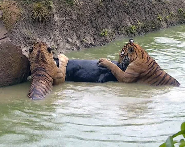 Burro Vivo Alimentado Com Tigres Depois Ser Jogado Por Zóspedes — Fotografia de Stock