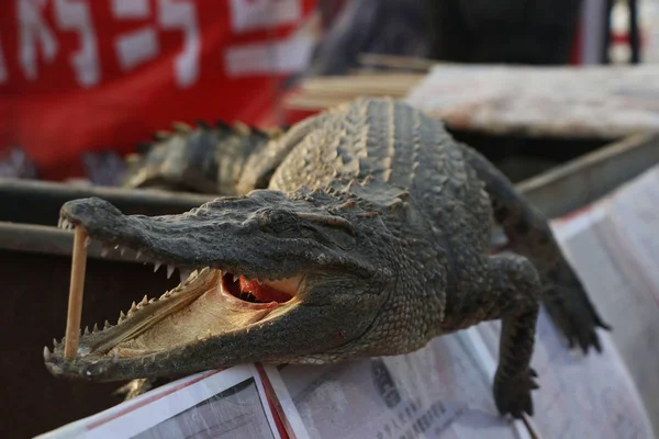 2017年1月31日 在中国东部山东省滨州市 一家卖烤鳄鱼肉的食品摊位上陈列着一条鳄鱼 — 图库照片