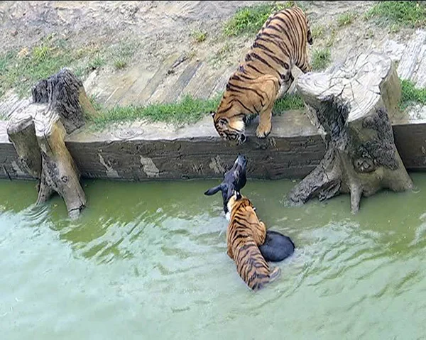 Burro Vivo Alimentado Com Tigres Depois Ser Jogado Por Zóspedes — Fotografia de Stock