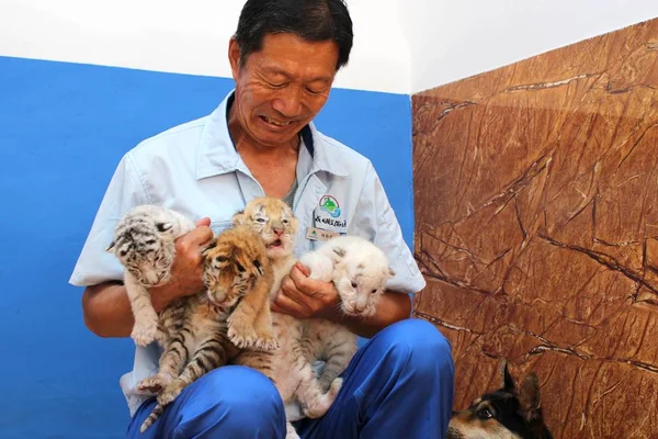 Criador Sostiene Los Cachorros Tigre Nacidos Por Tigre Bengala Años —  Fotos de Stock