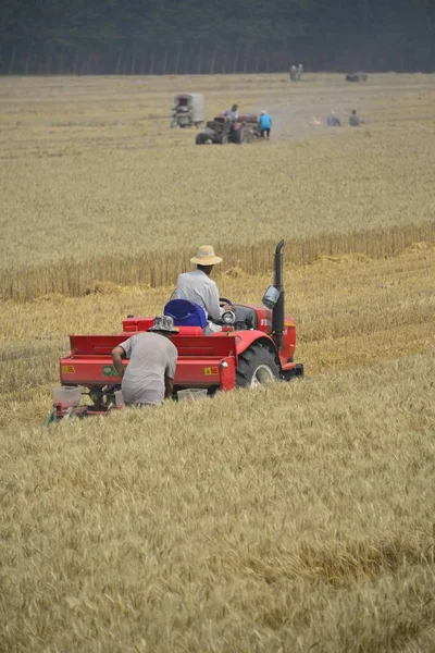 収穫機は 中国東部の山東省 遼城市で小麦を収集します 2017年6月12日 — ストック写真