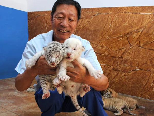 2017年6月14日 在中国东部山东省荣成市西夏口自然保护区 一名饲养员抱着5岁孟加拉虎出生的老虎幼崽 — 图库照片
