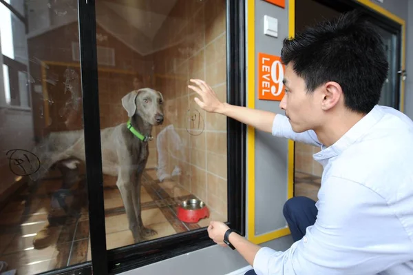 Trabajador Juega Con Perro Compañía Pet Hotel Dirigido Por Dos — Foto de Stock