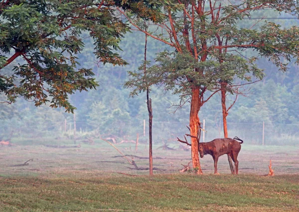 Alce Pastorea Reserva Natural Nacional Dafeng Elk Ciudad Yancheng Provincia — Foto de Stock