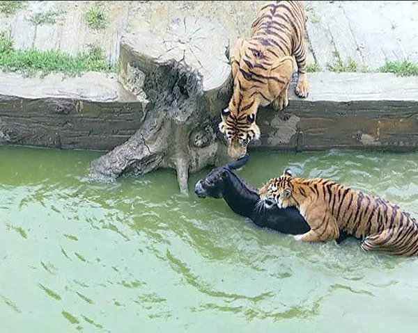 Живий Віслюк Подається Тигрів Після Кинули Зоохранителі Рів Навколо Тигра — стокове фото