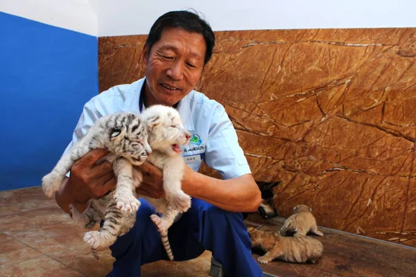 Criador Sostiene Los Cachorros Tigre Nacidos Por Tigre Bengala Años —  Fotos de Stock