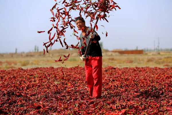 Ein Chinesischer Bauer Winkt Chilischoten Die Auf Einem Sonnigen Boden — Stockfoto