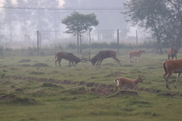 Losi Bojují Proti Sobě Období Páření Dafeng Elk Národní Přírodní — Stock fotografie