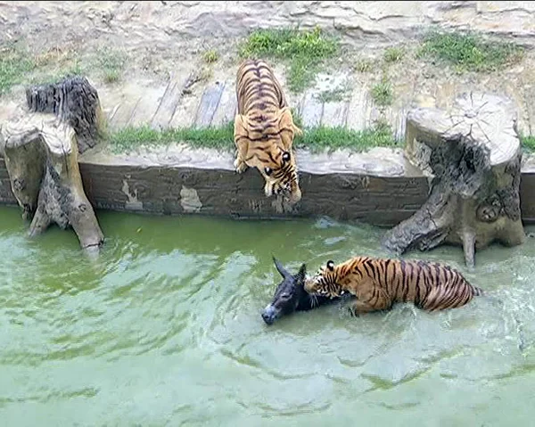 Live Donkey Fed Tigers Being Thrown Zookeepers Moat Surrounding Tiger — Stock Photo, Image
